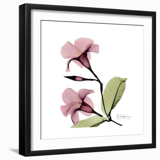 Pink Mandelila-Albert Koetsier-Framed Premium Giclee Print