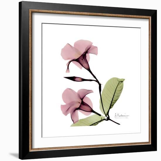 Pink Mandelila-Albert Koetsier-Framed Premium Giclee Print