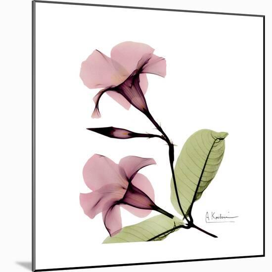 Pink Mandelila-Albert Koetsier-Mounted Premium Giclee Print