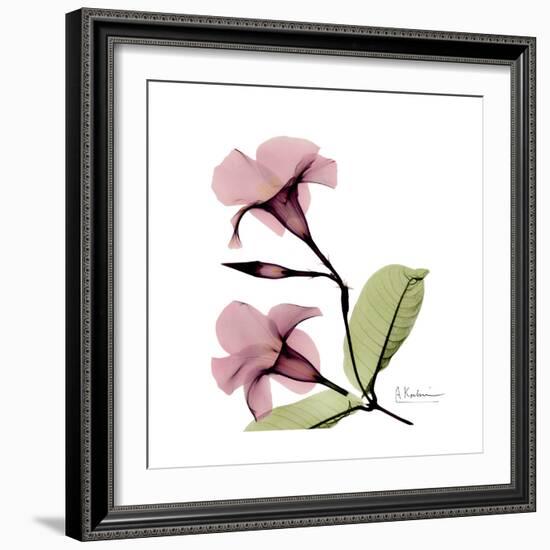 Pink Mandelila-Albert Koetsier-Framed Premium Giclee Print