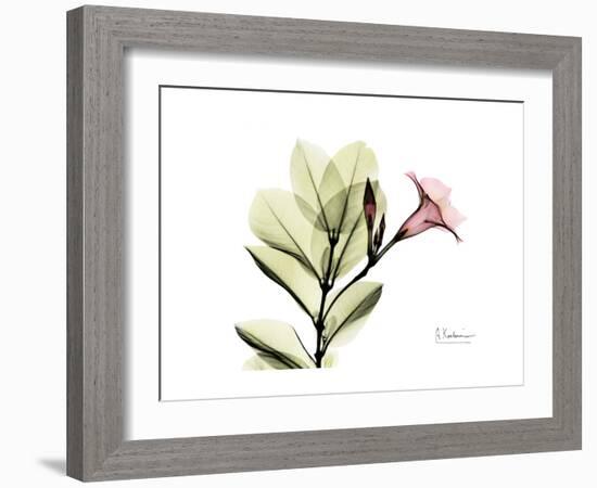 Pink Mandelilla-Albert Koetsier-Framed Art Print