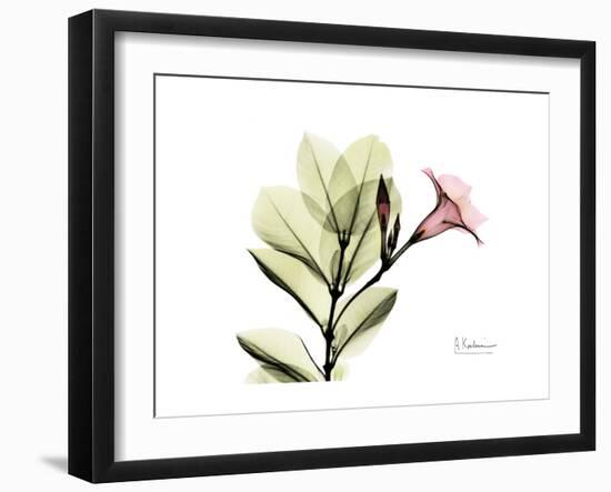 Pink Mandelilla-Albert Koetsier-Framed Art Print