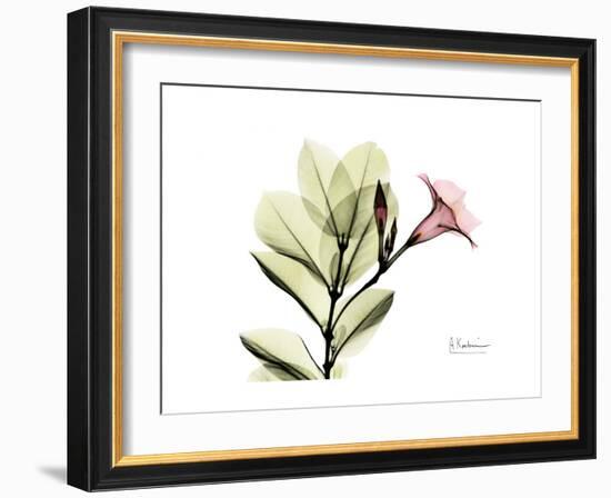 Pink Mandelilla-Albert Koetsier-Framed Art Print