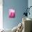 Pink Marble-Martina Pavlova-Premium Giclee Print displayed on a wall