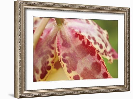 Pink Mist-Dana Styber-Framed Photographic Print