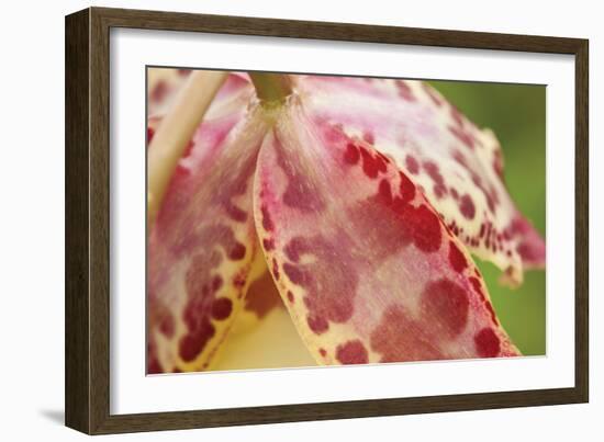 Pink Mist-Dana Styber-Framed Photographic Print