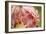 Pink Mist-Dana Styber-Framed Photographic Print