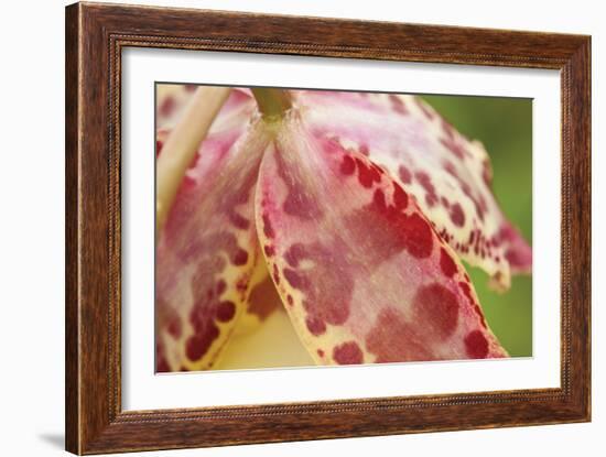 Pink Mist-Dana Styber-Framed Photographic Print