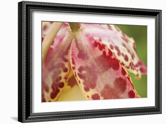 Pink Mist-Dana Styber-Framed Photographic Print