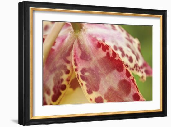 Pink Mist-Dana Styber-Framed Photographic Print