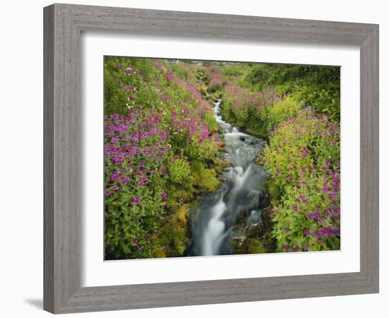 Pink Monkey Flowers Growing Along Stream, Mount Rainier National Park, Washington, USA-Stuart Westmoreland-Framed Photographic Print