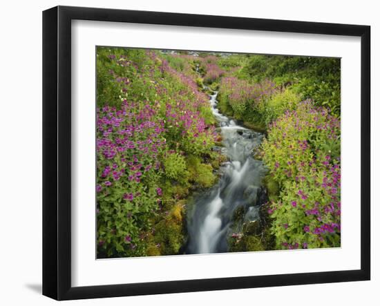 Pink Monkey Flowers Growing Along Stream, Mount Rainier National Park, Washington, USA-Stuart Westmoreland-Framed Photographic Print