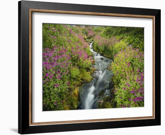 Pink Monkey Flowers Growing Along Stream, Mount Rainier National Park, Washington, USA-Stuart Westmoreland-Framed Photographic Print