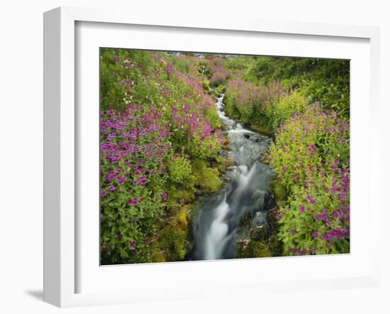Pink Monkey Flowers Growing Along Stream, Mount Rainier National Park, Washington, USA-Stuart Westmoreland-Framed Photographic Print