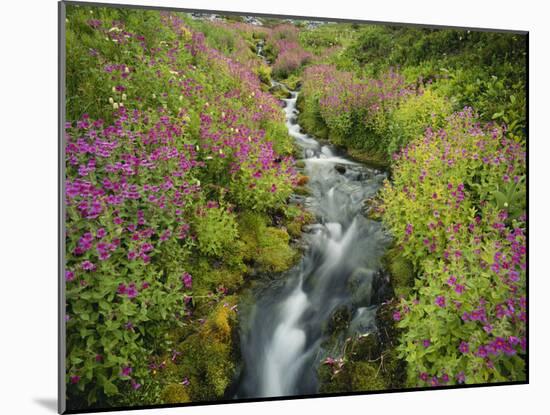 Pink Monkey Flowers Growing Along Stream, Mount Rainier National Park, Washington, USA-Stuart Westmoreland-Mounted Photographic Print