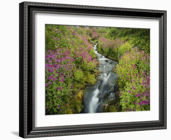 Pink Monkey Flowers Growing Along Stream, Mount Rainier National Park, Washington, USA-Stuart Westmoreland-Framed Photographic Print