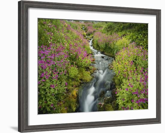 Pink Monkey Flowers Growing Along Stream, Mount Rainier National Park, Washington, USA-Stuart Westmoreland-Framed Photographic Print