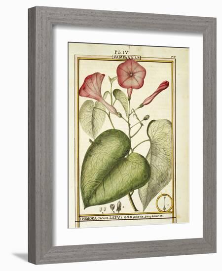 Pink Morning Glory (Ipomoea Carnea), 1789-null-Framed Giclee Print