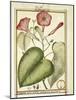 Pink Morning Glory (Ipomoea Carnea), 1789-null-Mounted Giclee Print