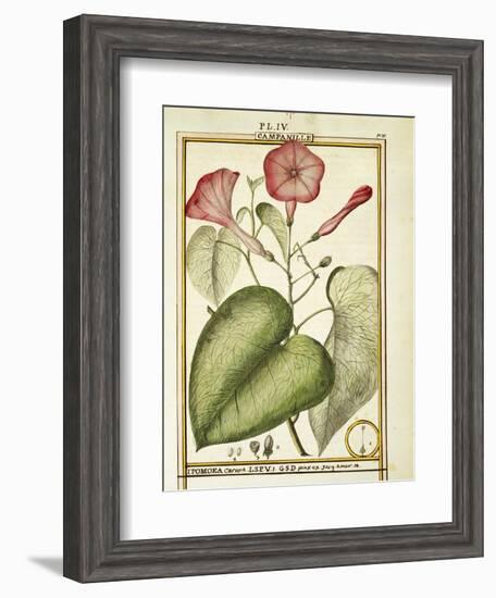 Pink Morning Glory (Ipomoea Carnea), 1789-null-Framed Giclee Print