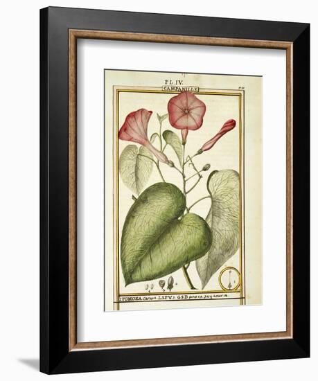 Pink Morning Glory (Ipomoea Carnea), 1789-null-Framed Giclee Print
