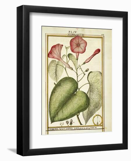 Pink Morning Glory (Ipomoea Carnea), 1789-null-Framed Giclee Print