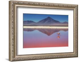 Pink Morning-Margarita Chernilova-Framed Photographic Print