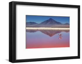 Pink Morning-Margarita Chernilova-Framed Photographic Print