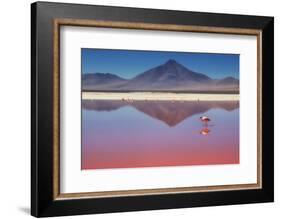 Pink Morning-Margarita Chernilova-Framed Photographic Print