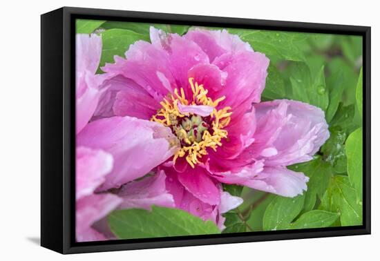 Pink Mountain Peony, Usa-Lisa S. Engelbrecht-Framed Premier Image Canvas