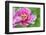 Pink Mountain Peony, Usa-Lisa S. Engelbrecht-Framed Photographic Print