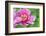 Pink Mountain Peony, Usa-Lisa S. Engelbrecht-Framed Photographic Print