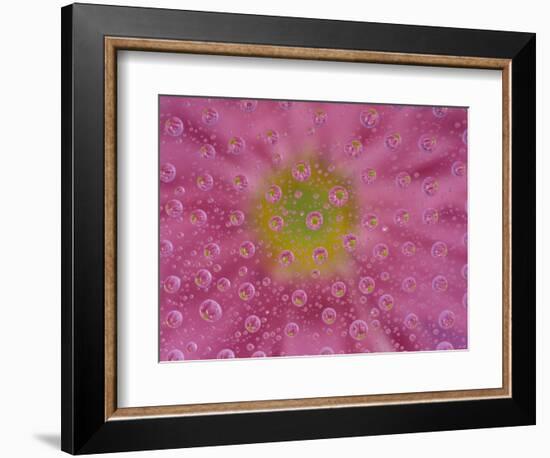 Pink Mums, Washington, USA-Jamie & Judy Wild-Framed Photographic Print