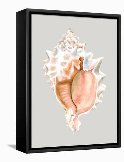 Pink Murex-Michael Willett-Framed Stretched Canvas