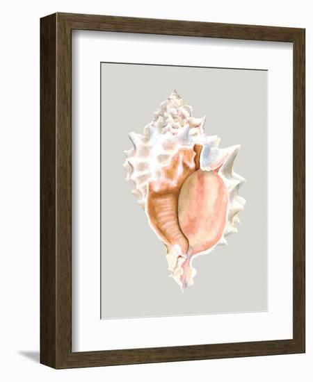 Pink Murex-Michael Willett-Framed Art Print