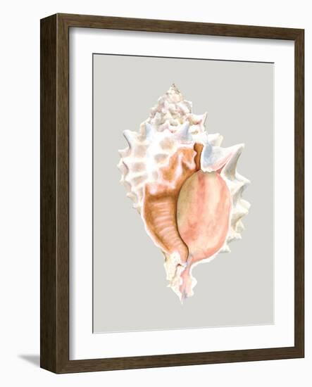 Pink Murex-Michael Willett-Framed Art Print