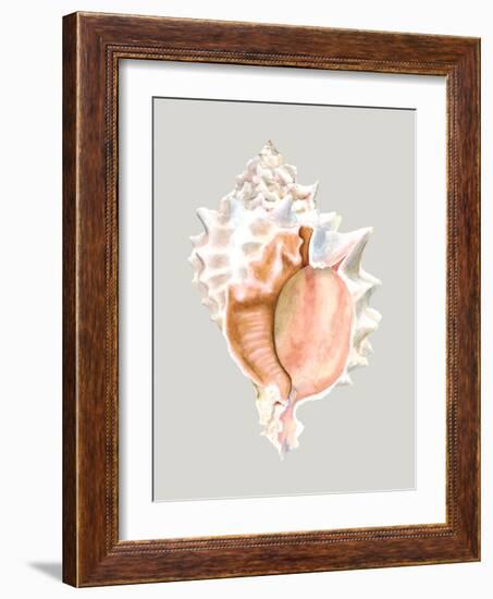 Pink Murex-Michael Willett-Framed Art Print