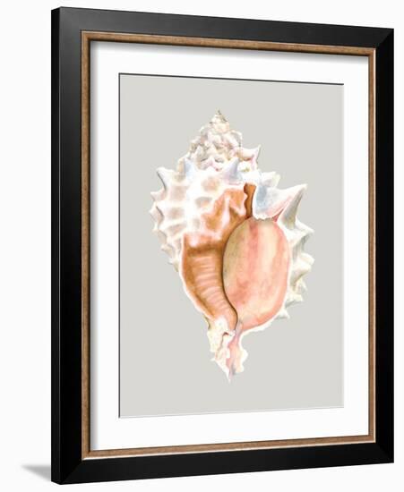 Pink Murex-Michael Willett-Framed Art Print