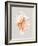 Pink Murex-Michael Willett-Framed Art Print