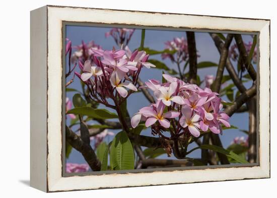 Pink Oleander Flora, Grand Cayman, Cayman Islands, British West Indies-Lisa S. Engelbrecht-Framed Premier Image Canvas