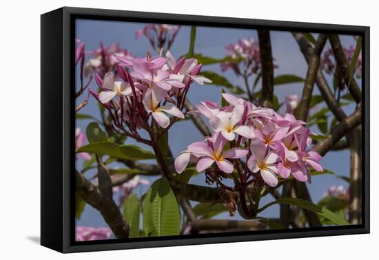 Pink Oleander Flora, Grand Cayman, Cayman Islands, British West Indies-Lisa S. Engelbrecht-Framed Premier Image Canvas