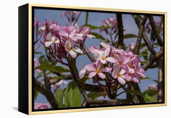 Pink Oleander Flora, Grand Cayman, Cayman Islands, British West Indies-Lisa S. Engelbrecht-Framed Premier Image Canvas