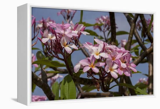 Pink Oleander Flora, Grand Cayman, Cayman Islands, British West Indies-Lisa S. Engelbrecht-Framed Premier Image Canvas