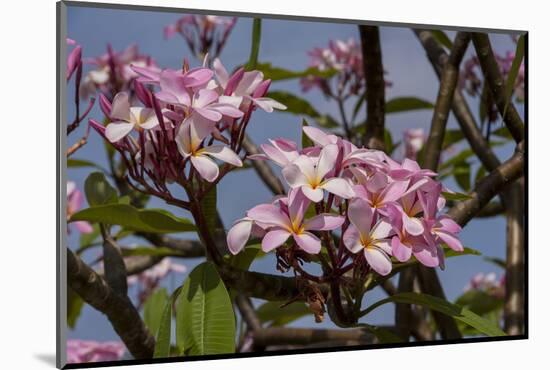 Pink Oleander Flora, Grand Cayman, Cayman Islands, British West Indies-Lisa S. Engelbrecht-Mounted Photographic Print