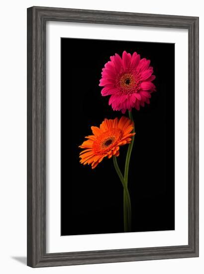 Pink, Orange Gerbera with Stem Isolated on Black-Hanna Slavinska-Framed Photographic Print