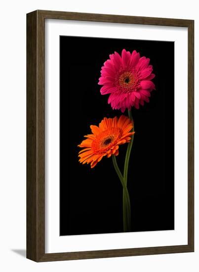 Pink, Orange Gerbera with Stem Isolated on Black-Hanna Slavinska-Framed Photographic Print