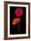 Pink, Orange Gerbera with Stem Isolated on Black-Hanna Slavinska-Framed Photographic Print