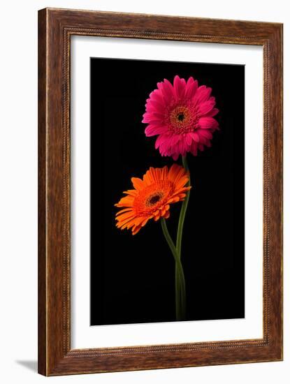 Pink, Orange Gerbera with Stem Isolated on Black-Hanna Slavinska-Framed Photographic Print