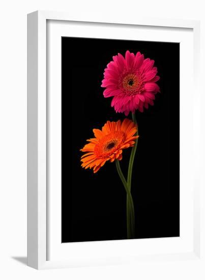 Pink, Orange Gerbera with Stem Isolated on Black-Hanna Slavinska-Framed Photographic Print