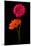 Pink, Orange Gerbera with Stem Isolated on Black-Hanna Slavinska-Mounted Photographic Print